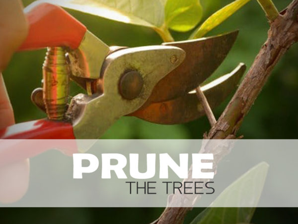 Prune Trees Archives Treecotech