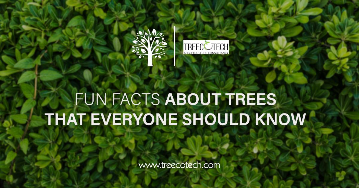 Fun Facts About Trees That Everyone Should Know By Treecotech